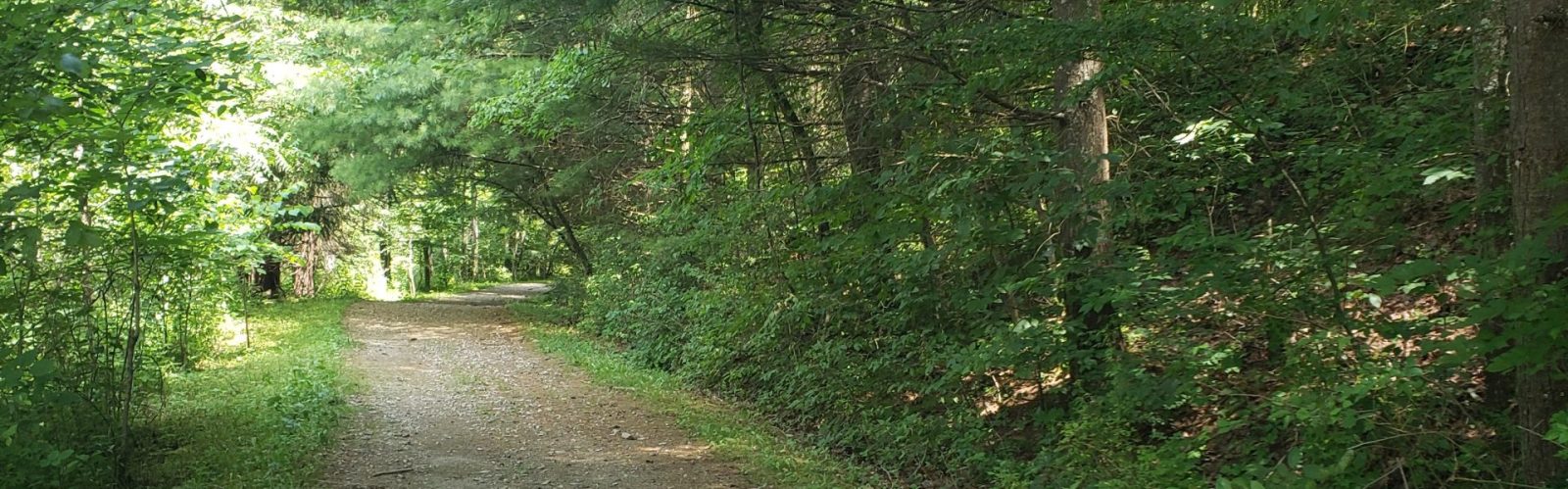 Perry County Ohio Tree Tunnel
